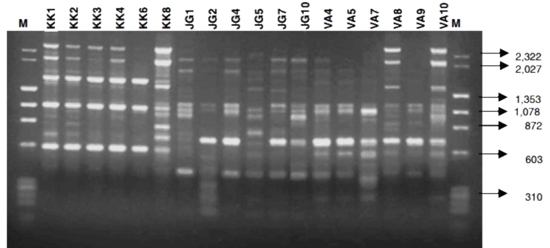 ijcmbt-aid1004-g005