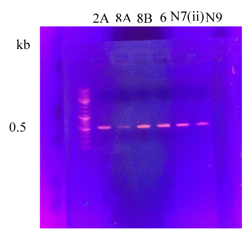 ijcmbt-aid1013-g004